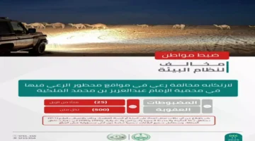 ضبط مواطن يرعى 25 جملاً في محمية ملكية والغرامة تصل إلى 12,500 ريال 1